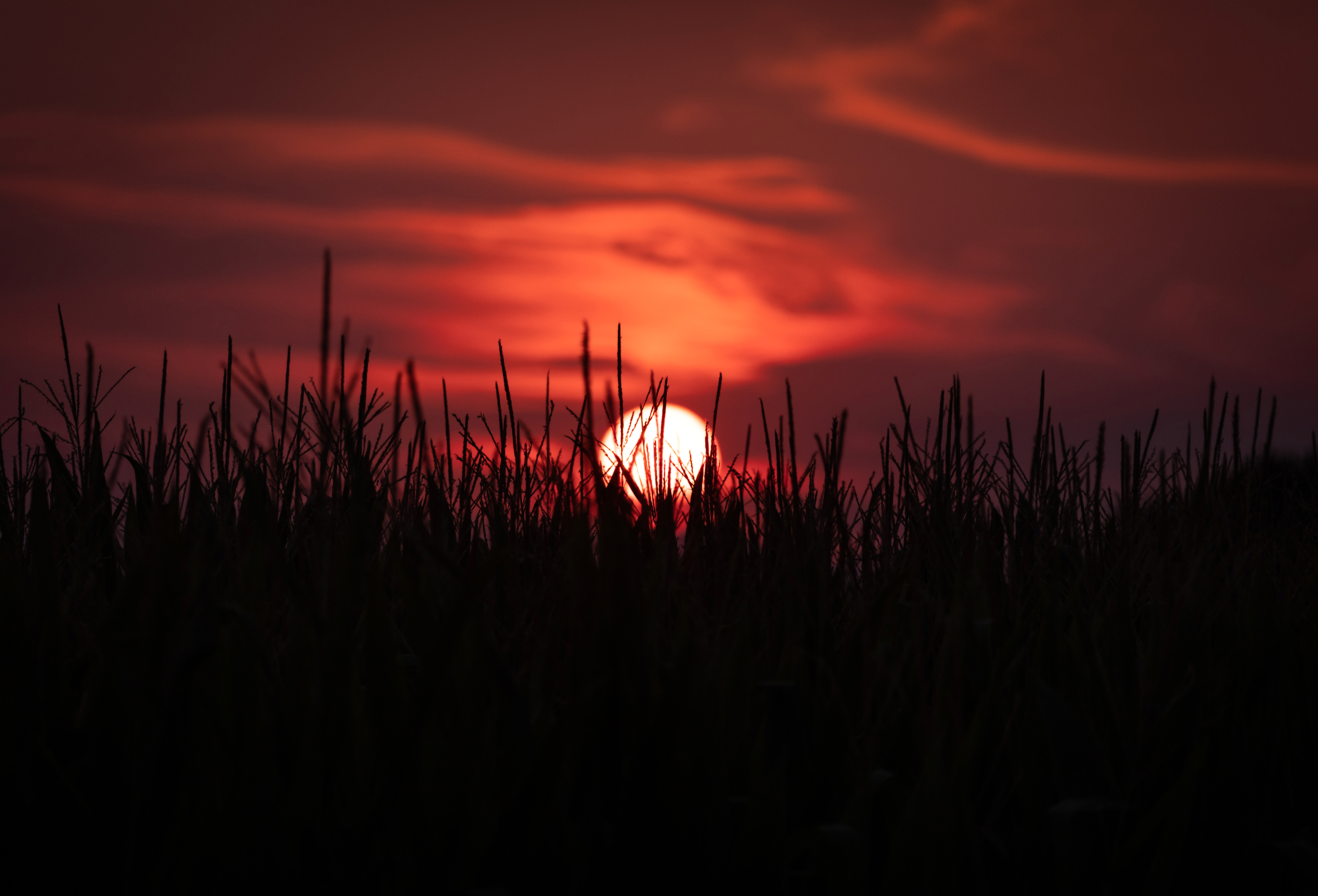 FLAIBANO, ITALY - JULY 22: The sun sets behind a crop of corn in a drought affected paddock on July 22, 2022 near the town of Flaibano in the northern Italy region of Friuli. (Photo by David Gray/Getty Images)